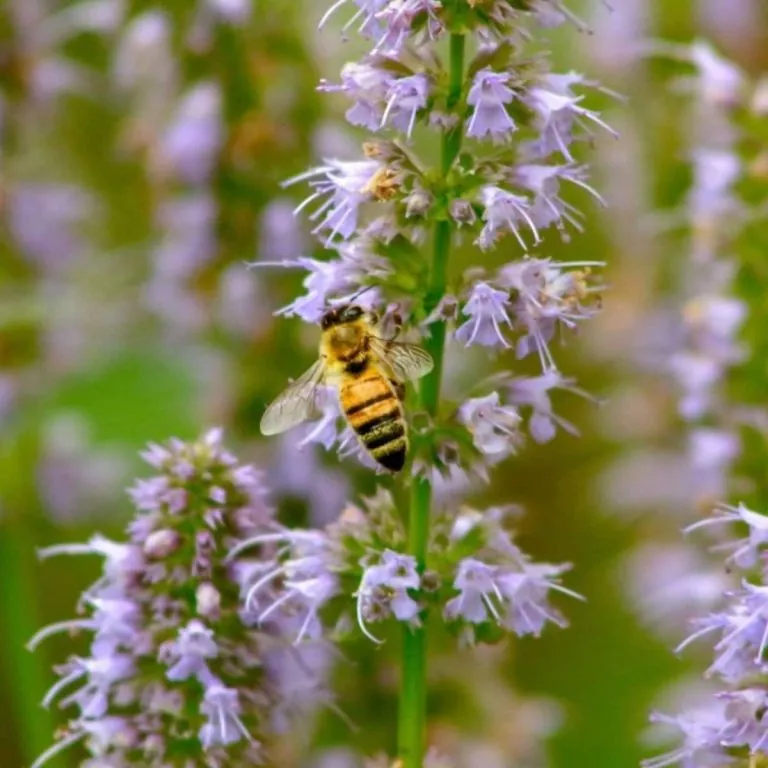 EAU DE PARFUM TENDRE PATCHOULI 50 ml