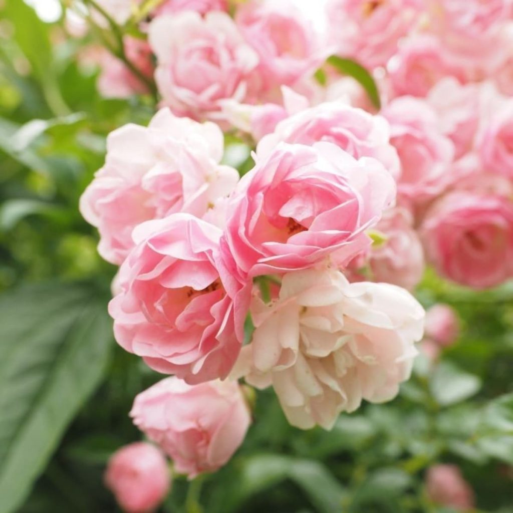 EAU DE PARFUM VELVET ROSE 50 ml