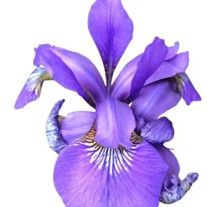 EAU DE PARFUM  SUBLIME TUBEREUSE 50 ml