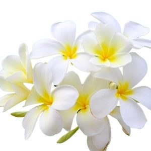 EAU DE PARFUM ABSOLU TIARE 50 ml