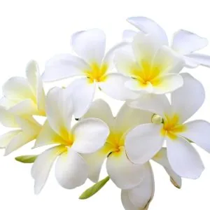 EAU DE PARFUM ABSOLU TIARE 50 ml