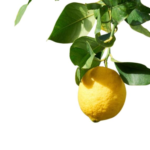 Agua de Perfume Envolee de Neroli 50 ml