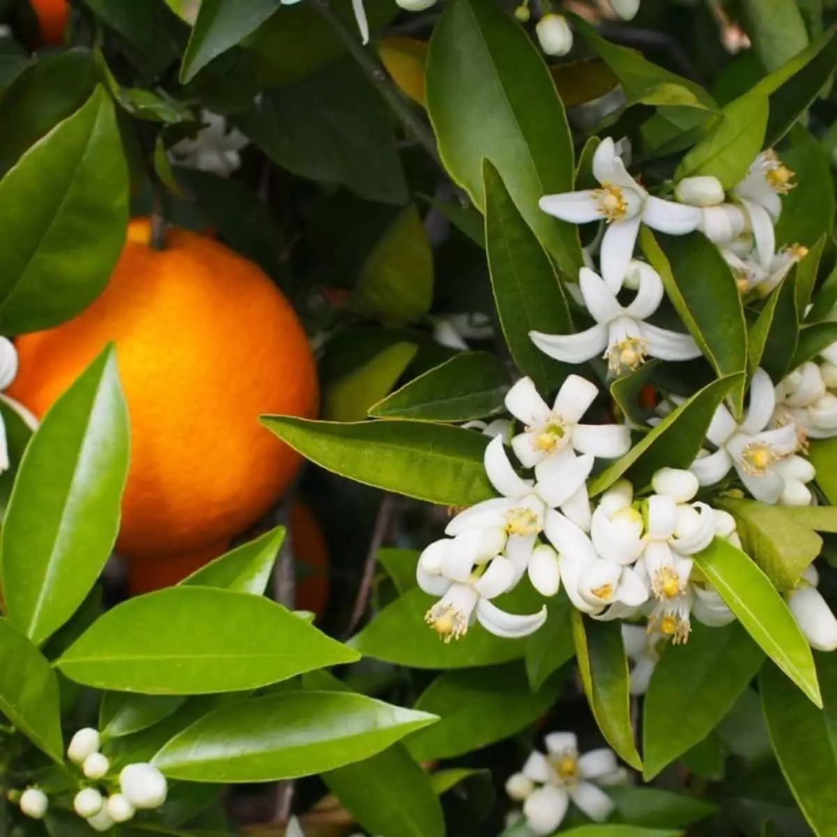 EAU DE PARFUM ENVOLEE DE NEROLI 50 ml