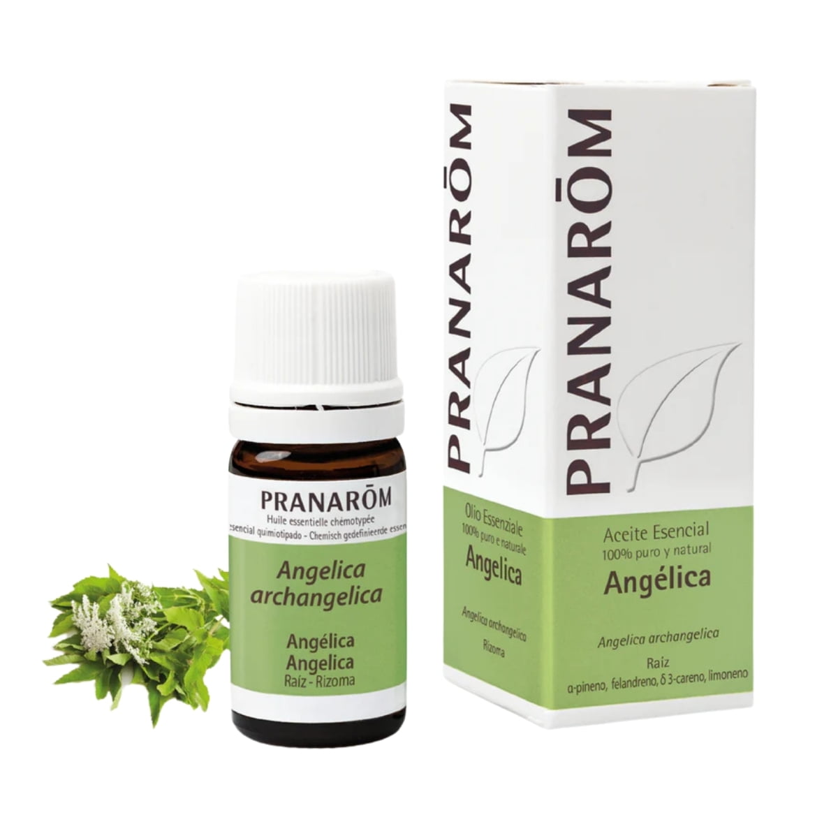 Aceite Esencial de Angélica 5 ml – Pranarom