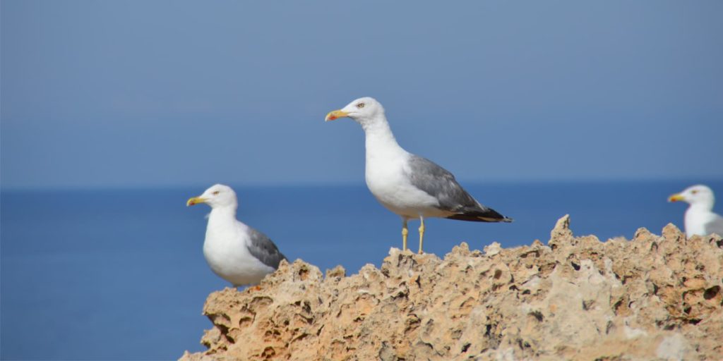 Gaviotas