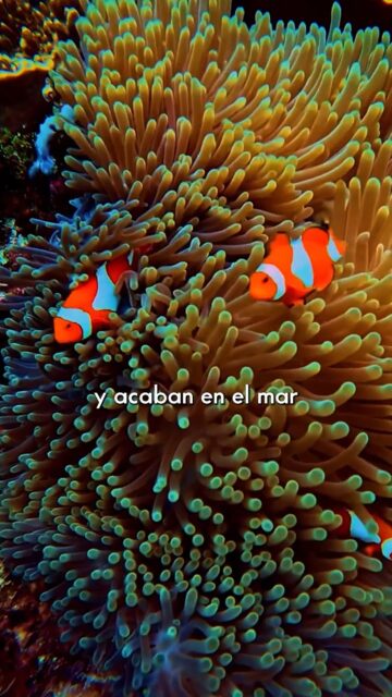 Si te bañas en la playa, no te pongas crema solar. La mayoría lleva oxibenzona y octinoxato, y cuando te metes en el agua se desprenden de tu piel y acaban en el mar. Es como veneno para los corales 🪸 y los peces 🐠. Usa cremas que respeten los arrecifes.📲 Comenta "CORAL" y te envío opciones seguras.#ceroresiduo #zerowaste #cremasolar