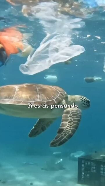 Si estás pensando en llevar una vida cero residuo, estas son cosas que deberías saber antes:
- Al principio te llevará más trabajo de lo que crees, pero gastarás menos
- Tendrás que organizarte mejor, pero lo agradecerás
- Gastarás más de entrada, pero acabarás ahorrando a medio y largo plazo
Encuentra todo lo que necesitas en 📲 ceroresiduo.com
Comenta RESIDUO y te envío un descuento sólo para ti.
#ceroresiduo #zerowaste #teladeceradeabeja