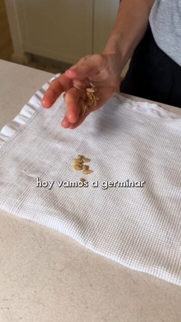 ¿Sabías que si haces zumo de limón y plantas sus semillas puedes tener tu propia fruta? 🍋
Hoy vamos a germinar semillas de limón.
Ahora toca esperar a que crezcan y de aquí a unos meses la planta será mucho más grande.
Si quieres ver la evolución de este limonero, 📲 ¡síguenos!
#ceroresiduo #zerowaste #limon #semillas