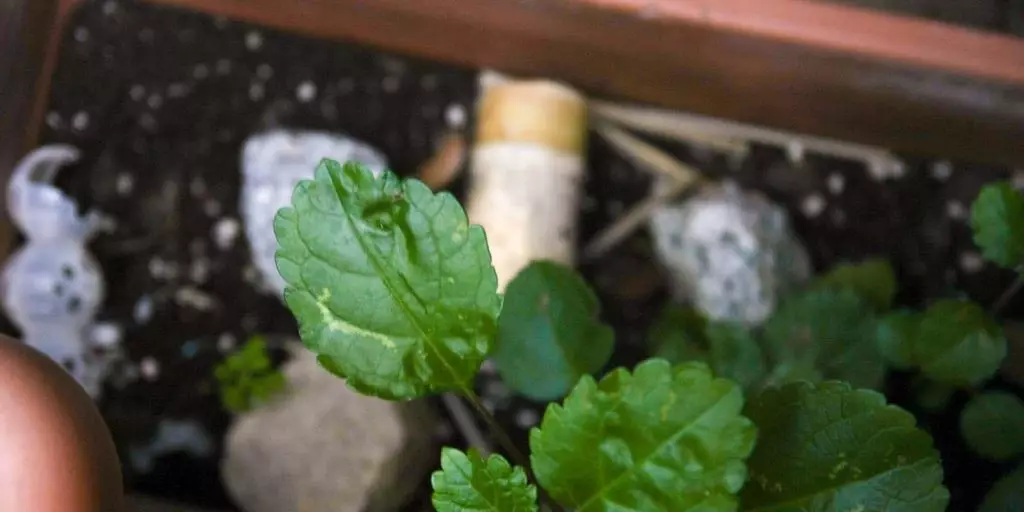 Detalle Hoja Compost