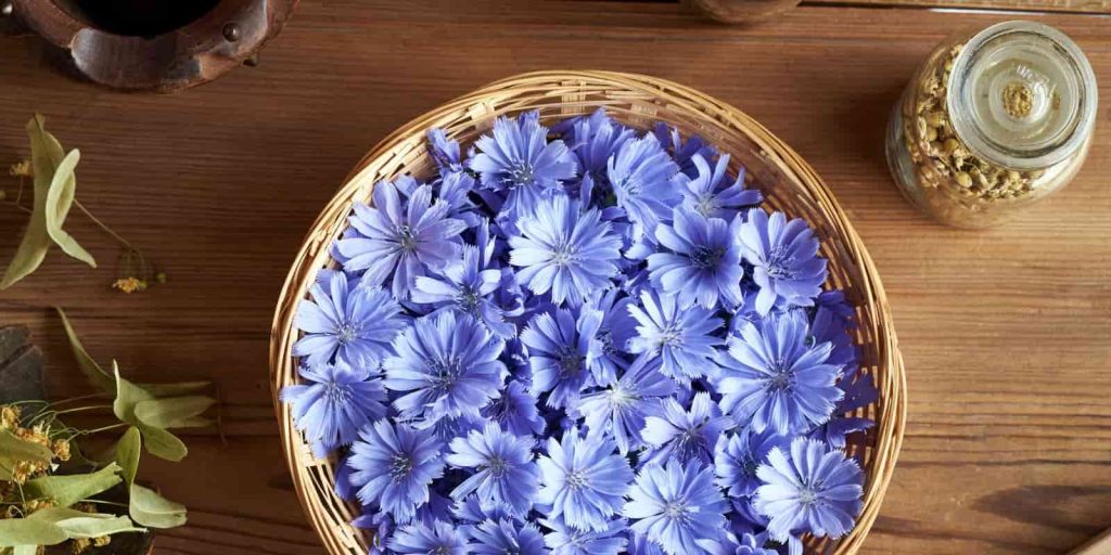Flor-de-achicoria
