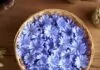Flor de achicoria