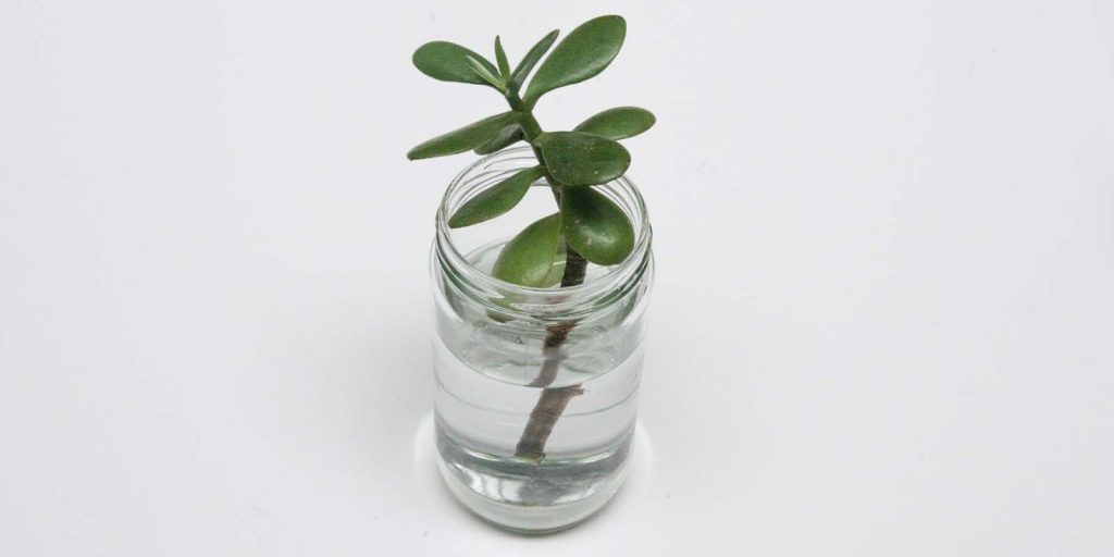 Planta en Frasco Reciclado