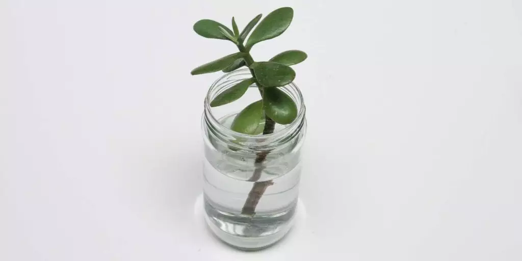 Planta en Frasco Reciclado
