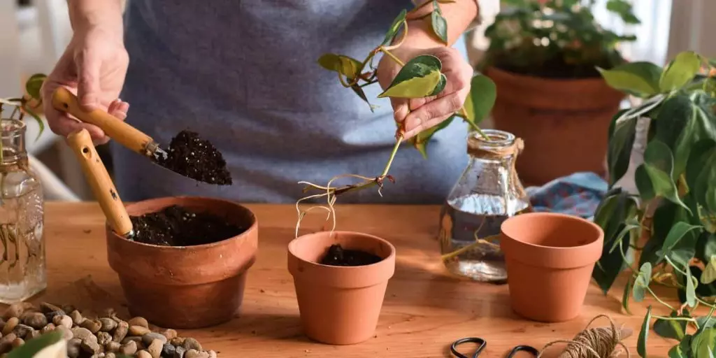 Jardin Sostenible detalle