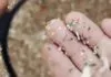Microplástico en mano