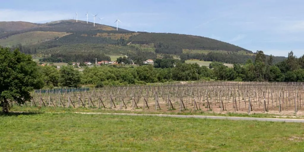 Plantación Luffa Iberluffa