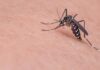 Por Que Me Pican los Mosquitos