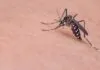 Por Que Me Pican los Mosquitos