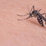 Por Que Me Pican los Mosquitos