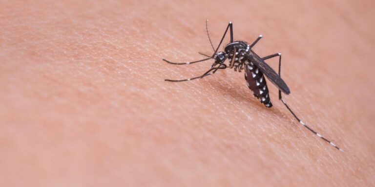 Por Que Me Pican los Mosquitos