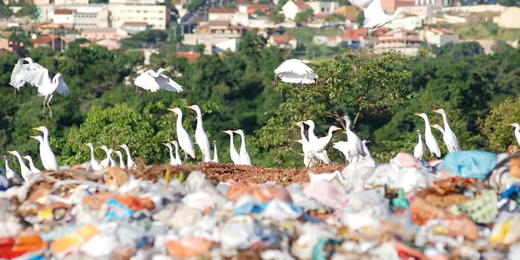 Portada-donde-va-tu-basura