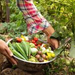 Agricultor Recogiendo Hortalizas