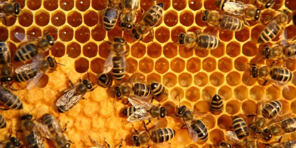 dia mundial de las abejas
