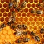 dia mundial de las abejas