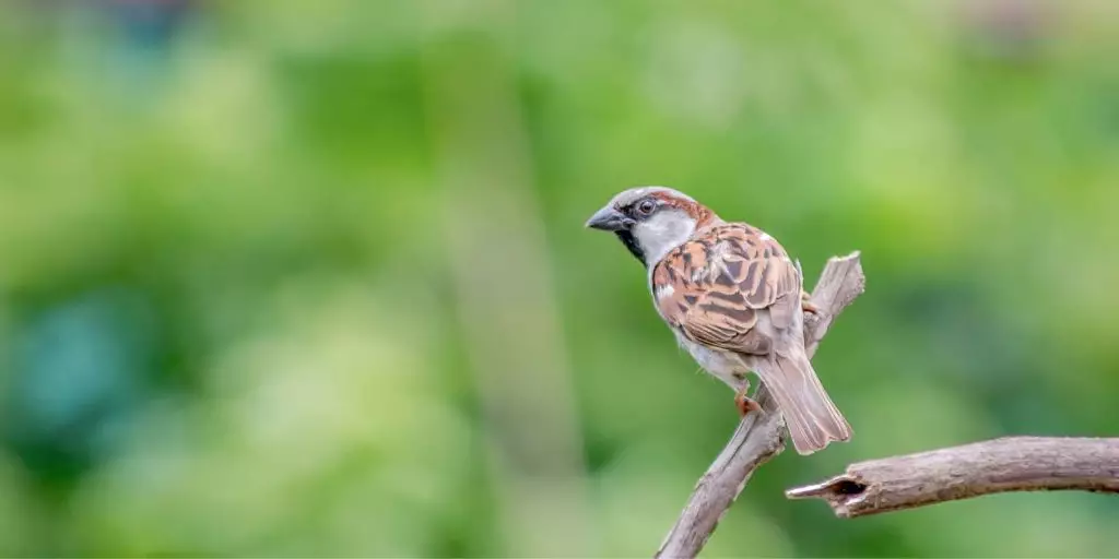 plano detalle de gorrión